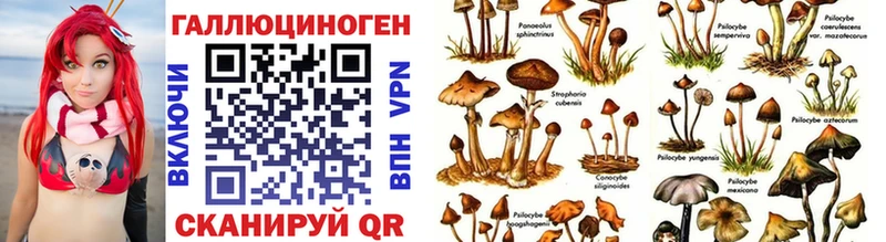 blacksprut сайт  Грайворон  Галлюциногенные грибы GOLDEN TEACHER 